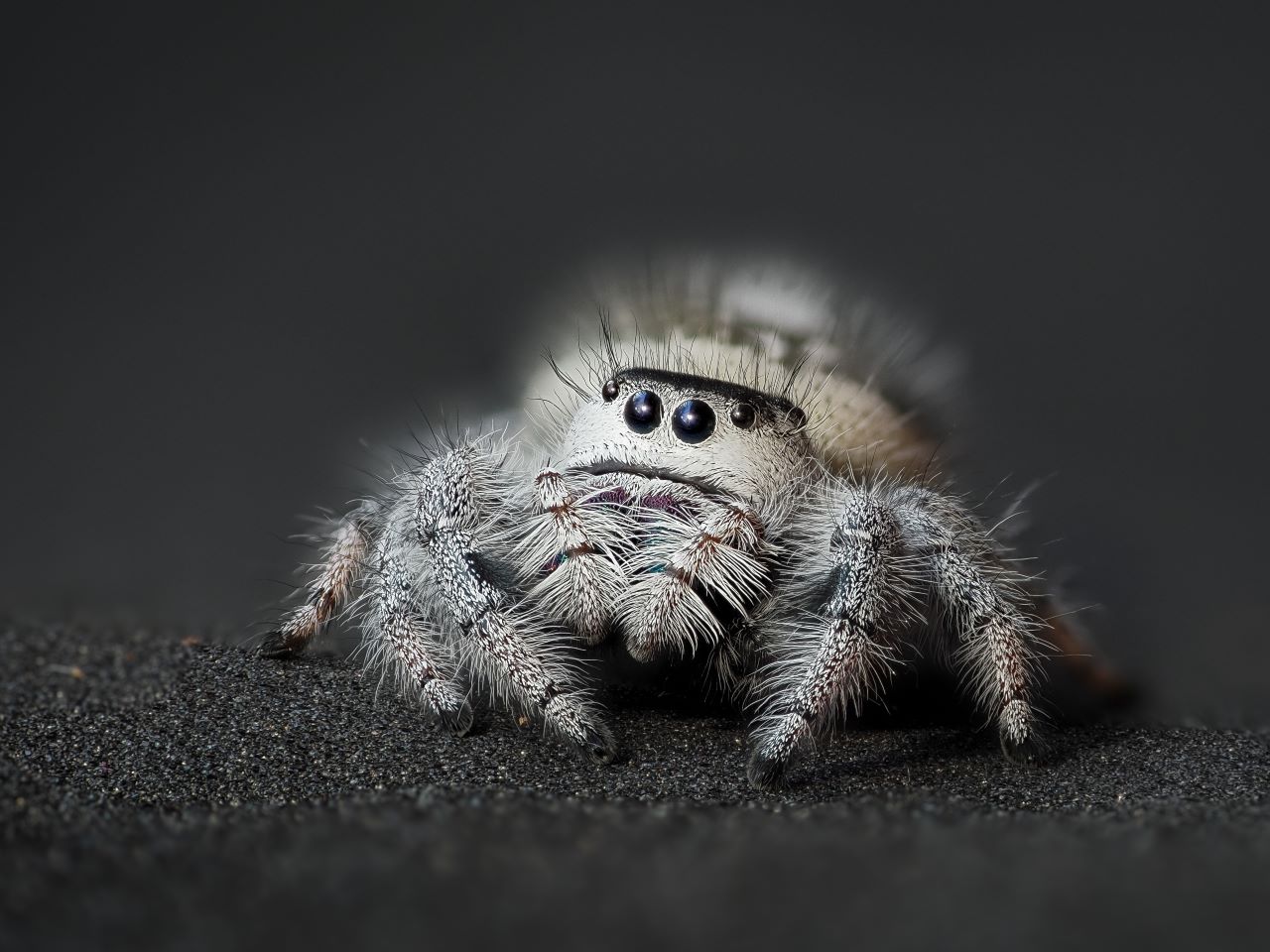 A very close look at a gray, hairy spider
